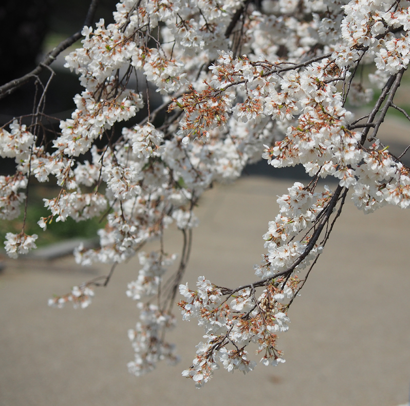 桜満開　～今年のサクラ～_f0140054_14112050.jpg