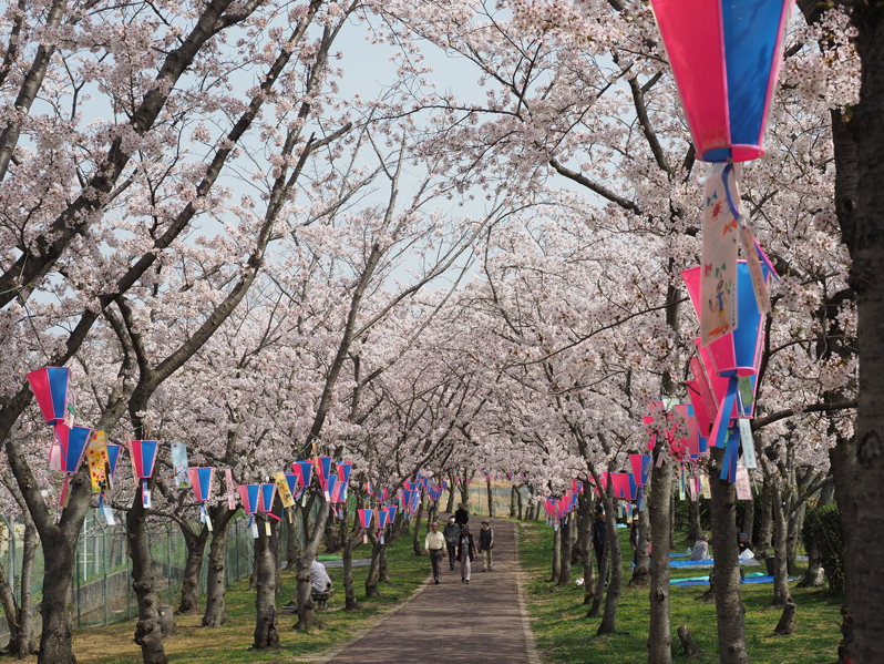 桜満開　～今年のサクラ～_f0140054_14113654.jpg