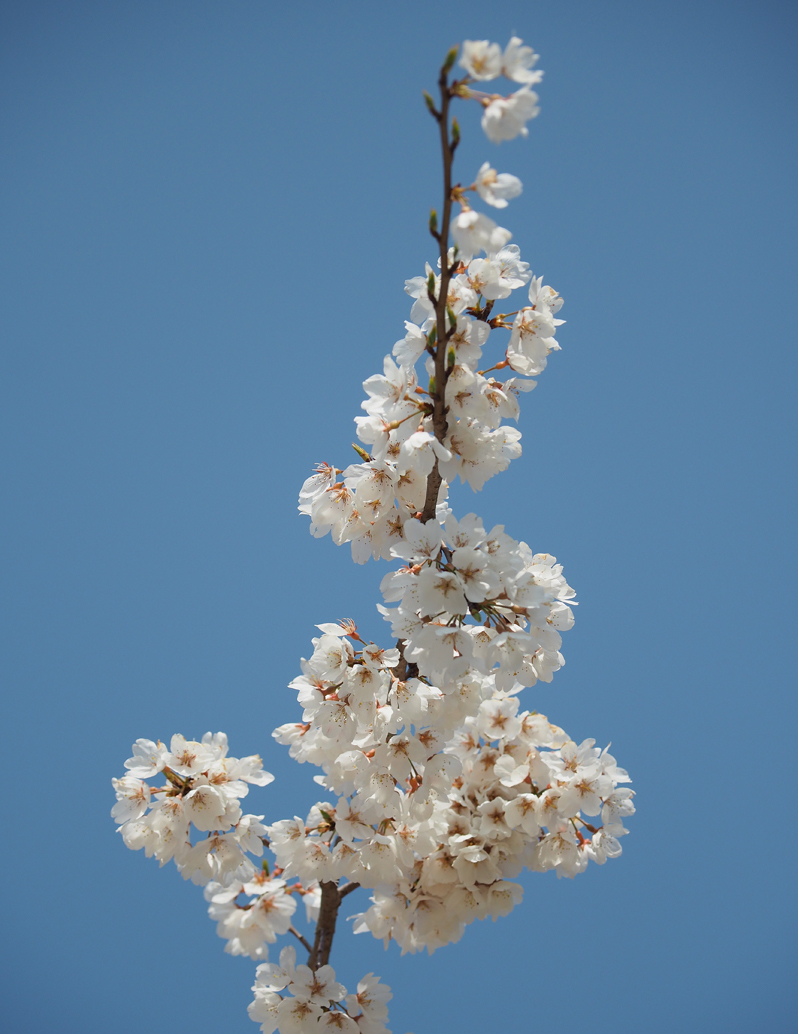 桜満開　～今年のサクラ～_f0140054_14121766.jpg