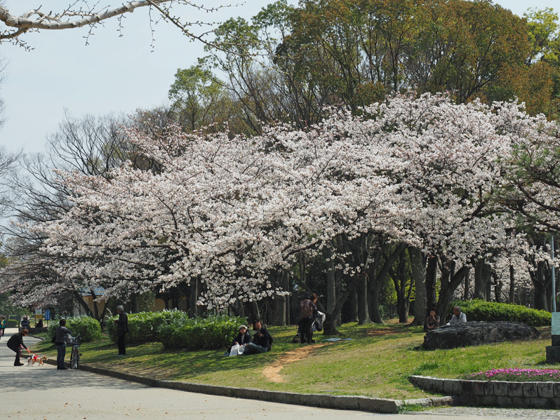 桜満開　～今年のサクラ～_f0140054_14123495.jpg