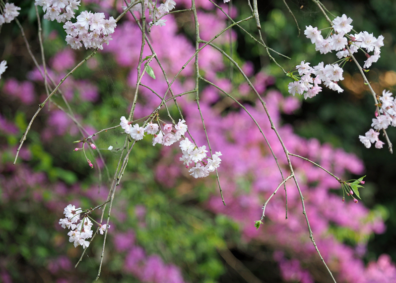 桜満開　～今年のサクラ～_f0140054_14131759.jpg