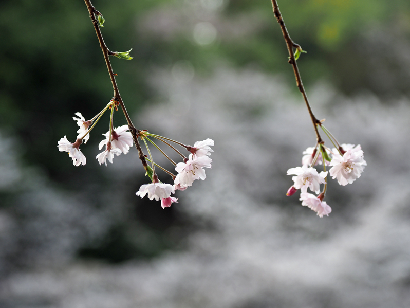 桜満開　～今年のサクラ～_f0140054_14133442.jpg