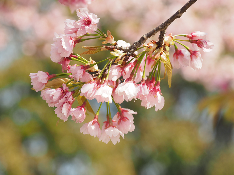 桜満開　～今年のサクラ～_f0140054_14135071.jpg