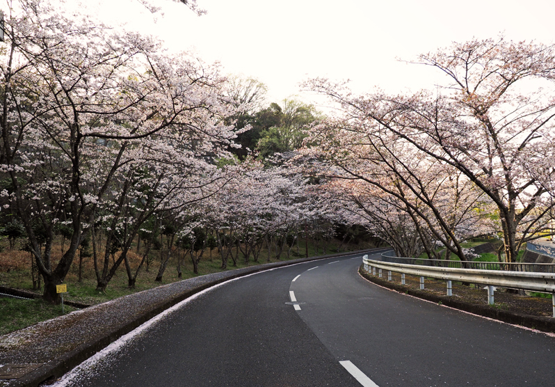 桜満開　～今年のサクラ～_f0140054_14145340.jpg