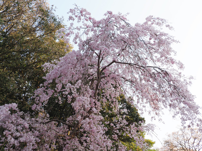 桜満開　～今年のサクラ～_f0140054_14153464.jpg