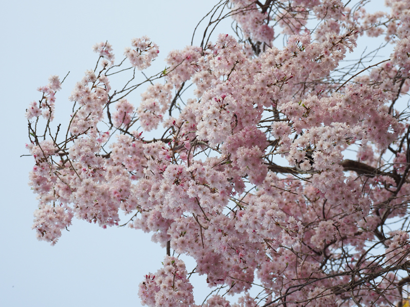 桜満開　～今年のサクラ～_f0140054_14155154.jpg