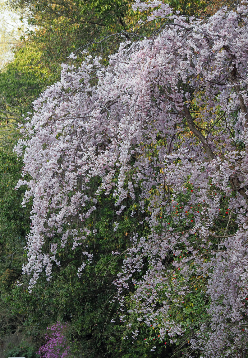 桜満開　～今年のサクラ～_f0140054_14160565.jpg