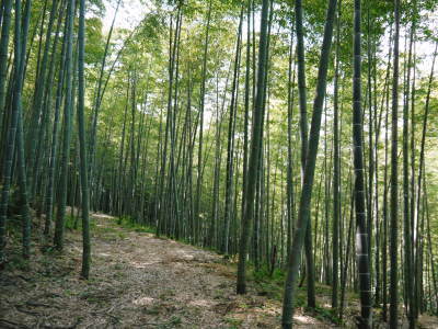 幻の白い「長生たけのこ」 平成30年度、本日初出荷!収穫の様子を現地取材!!(後編:収穫における匠の技)_a0254656_19553299.jpg