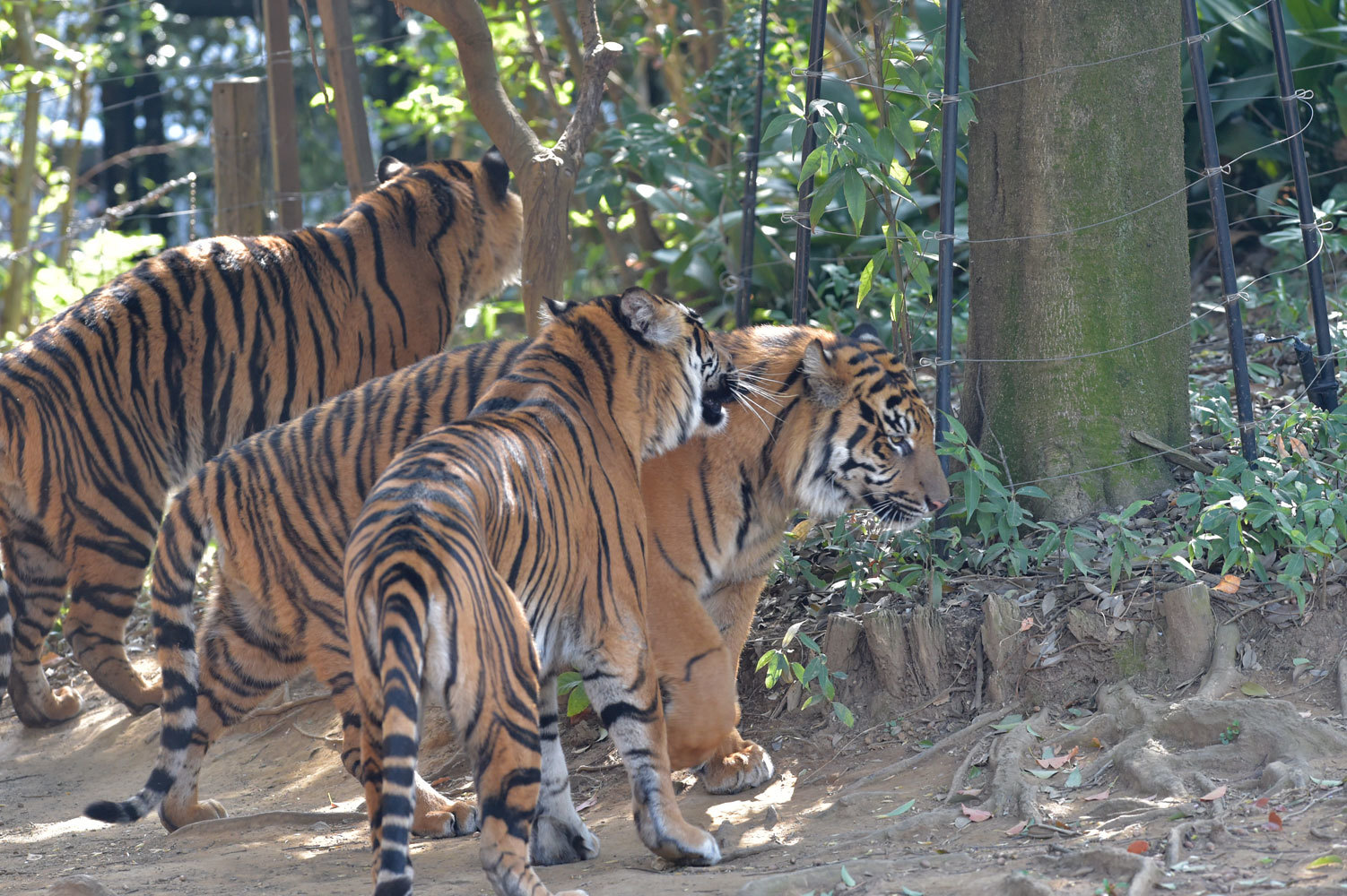 虎耳状斑 動物園へ行こう 虎耳状斑 動物園へ行こう