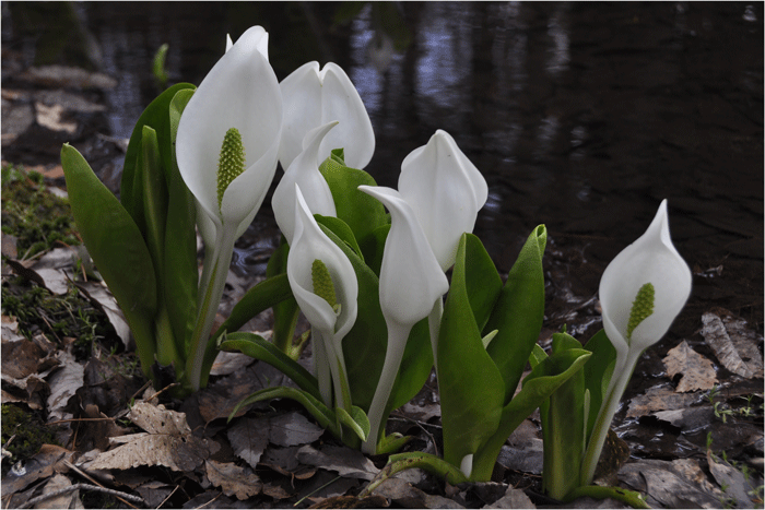  水芭蕉の咲く頃 （芸北）_f0183556_14442012.gif