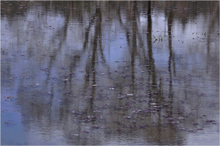  水芭蕉の咲く頃 （芸北）_f0183556_1444450.gif