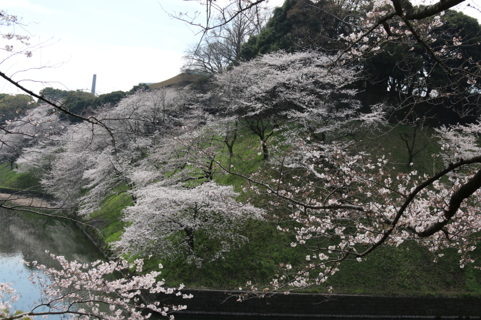 千鳥ヶ淵の桜　2018☆１_d0152261_10131631.jpg