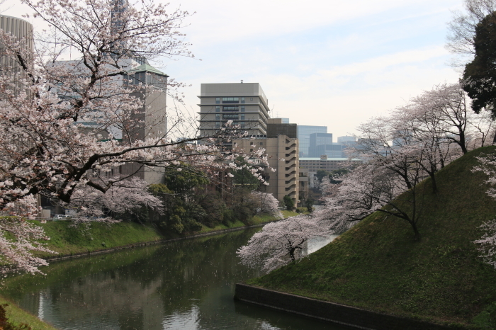 千鳥ヶ淵の桜　2018☆１_d0152261_10152762.jpg