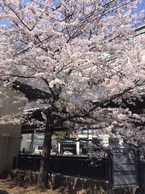 2018 桜_e0199461_12261402.jpg