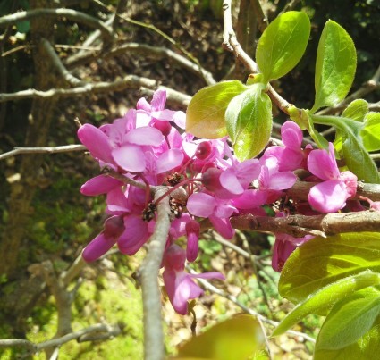 蘇芳色の花、蝶の花…_b0368362_06502150.jpg