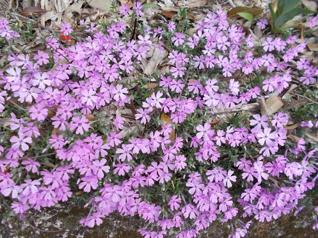 c0219866_18461792.jpg