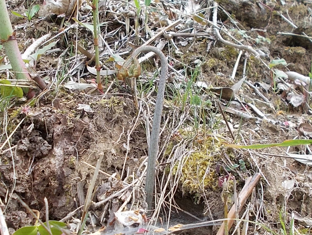 c0219866_18485664.jpg