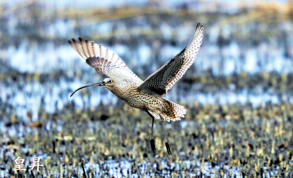 俺は贅沢なシギです、普段はカニ.カイ等を食べています、このフィールドではザリガニを見つけて食べています、とにかく美味しいです。_d0370867_15484678.jpg