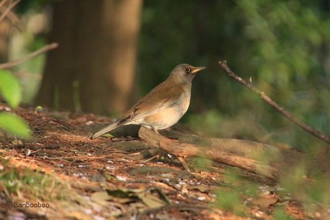 久々に鳥ちゃん_a0157968_11545527.jpg