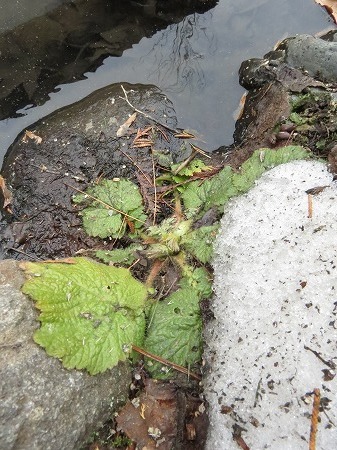 雪解け後の春待つ芽出し。_d0251572_22560897.jpg