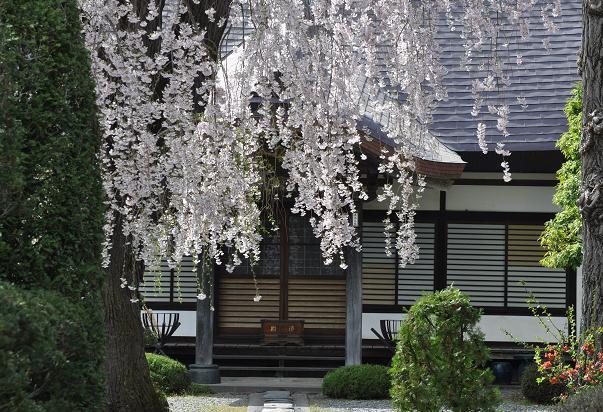 松本市笹賀　長照寺の枝垂れ桜_e0144973_12011470.jpg