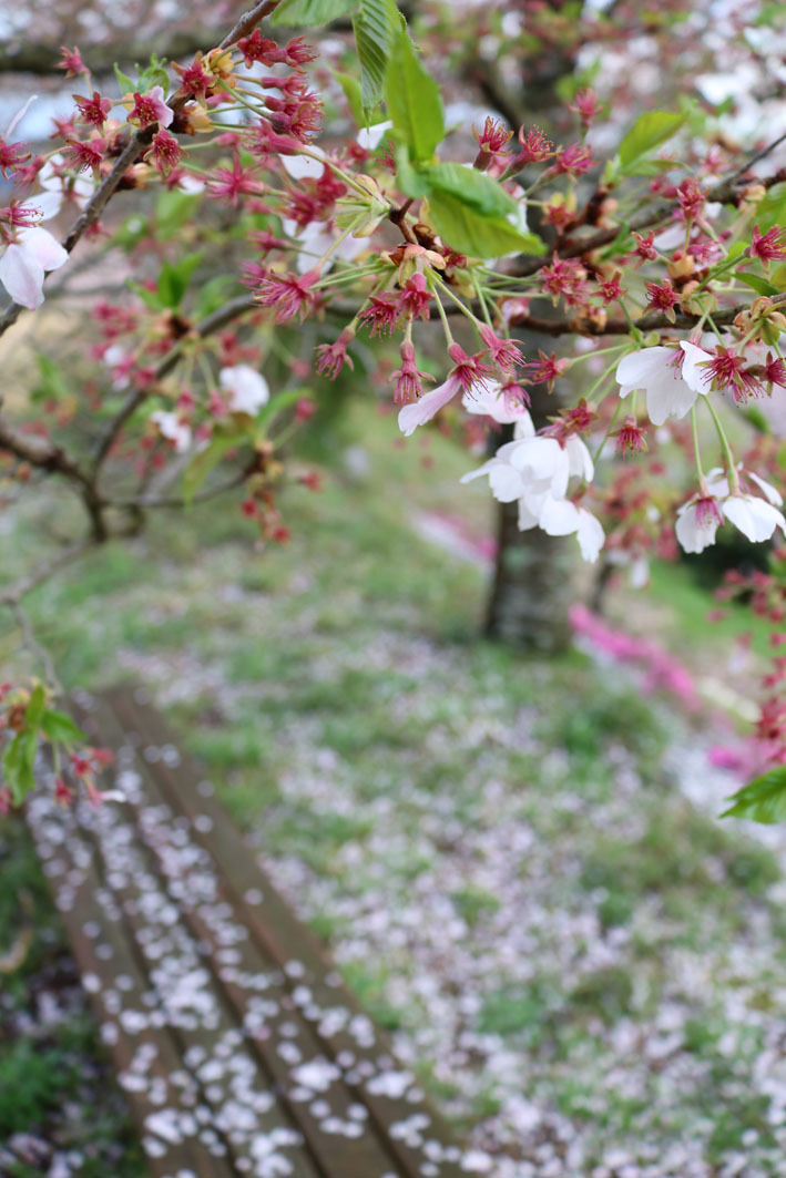 桜だより⑤　〜雨に散る桜〜_c0334574_19242256.jpg