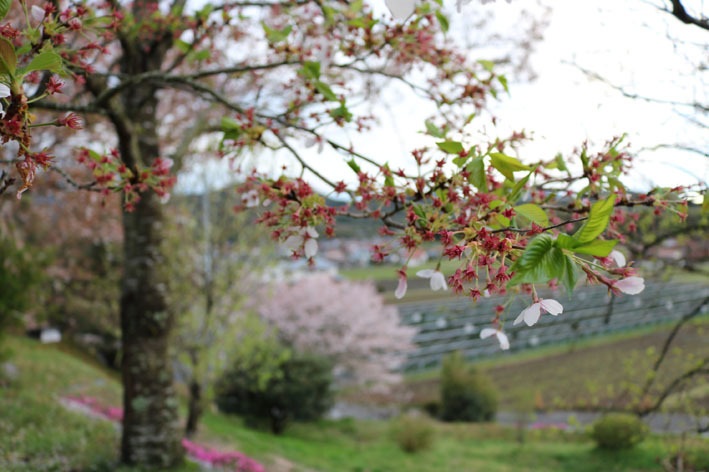 桜だより⑤　〜雨に散る桜〜_c0334574_19251766.jpg