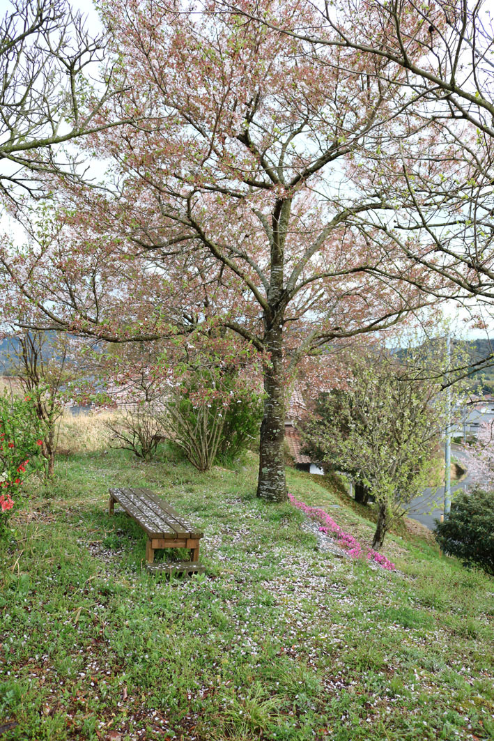 桜だより⑤　〜雨に散る桜〜_c0334574_19265156.jpg