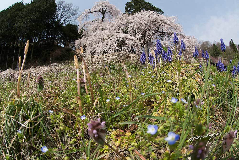 くよと桜_c0085877_06085688.jpg