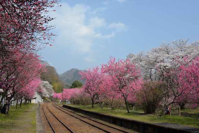 春爛漫～わたらせ渓谷鐵道♪_e0331878_2251045.jpg