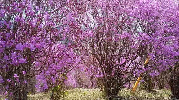 桜とツツジ 三休公園 絵手紙の小窓 桜とツツジ 三休公園 絵手紙の小窓