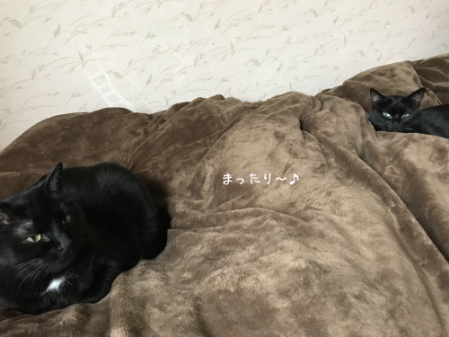 a0216583_15512104.png