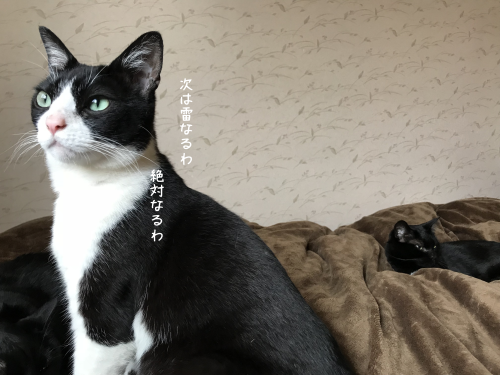 a0216583_15520507.png