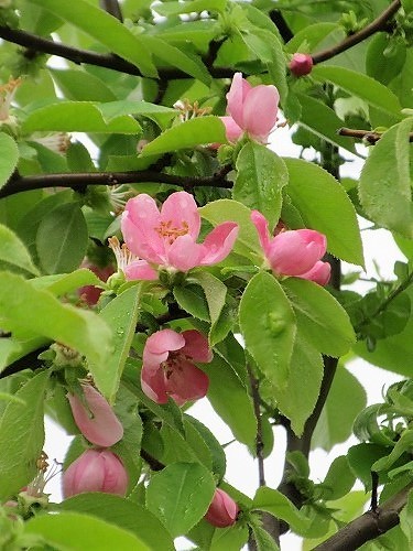 b0182884_17111677.jpg