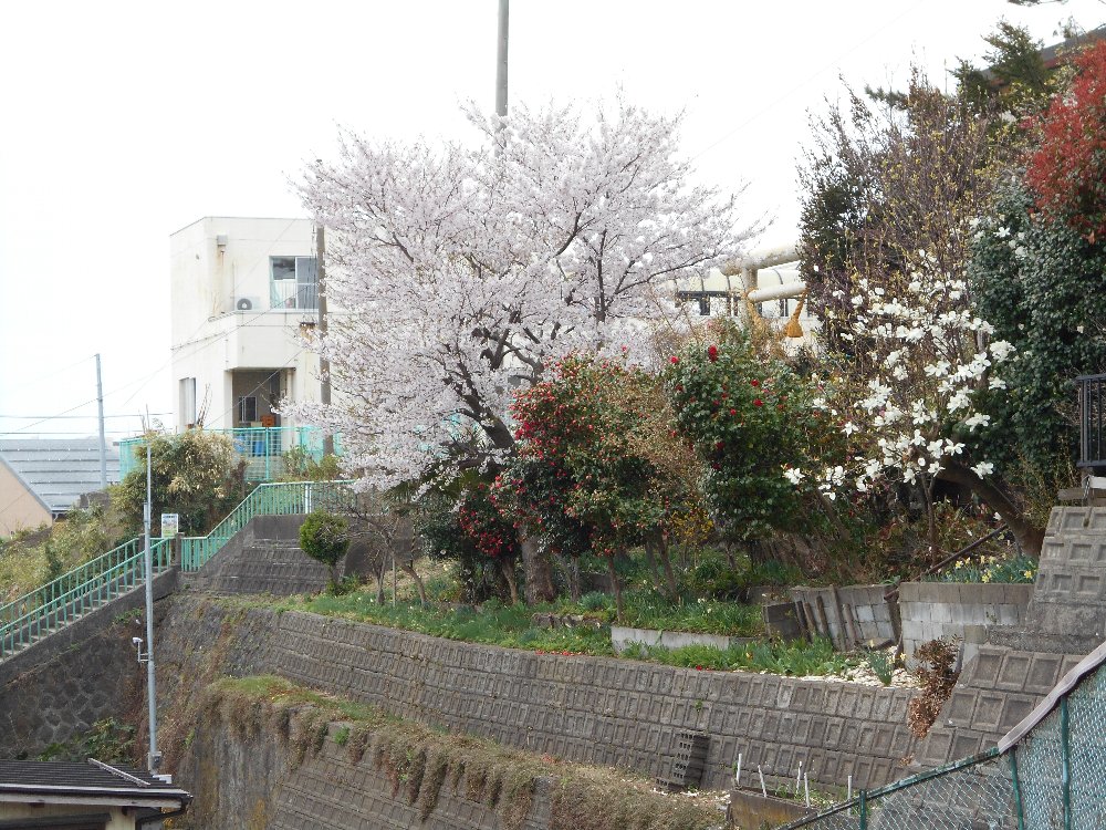 直江津の桜も満開！_e0065084_15265411.jpg