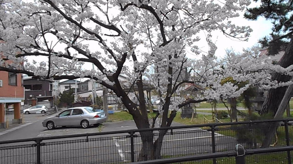 直江津の桜も満開！_e0065084_15273287.jpg