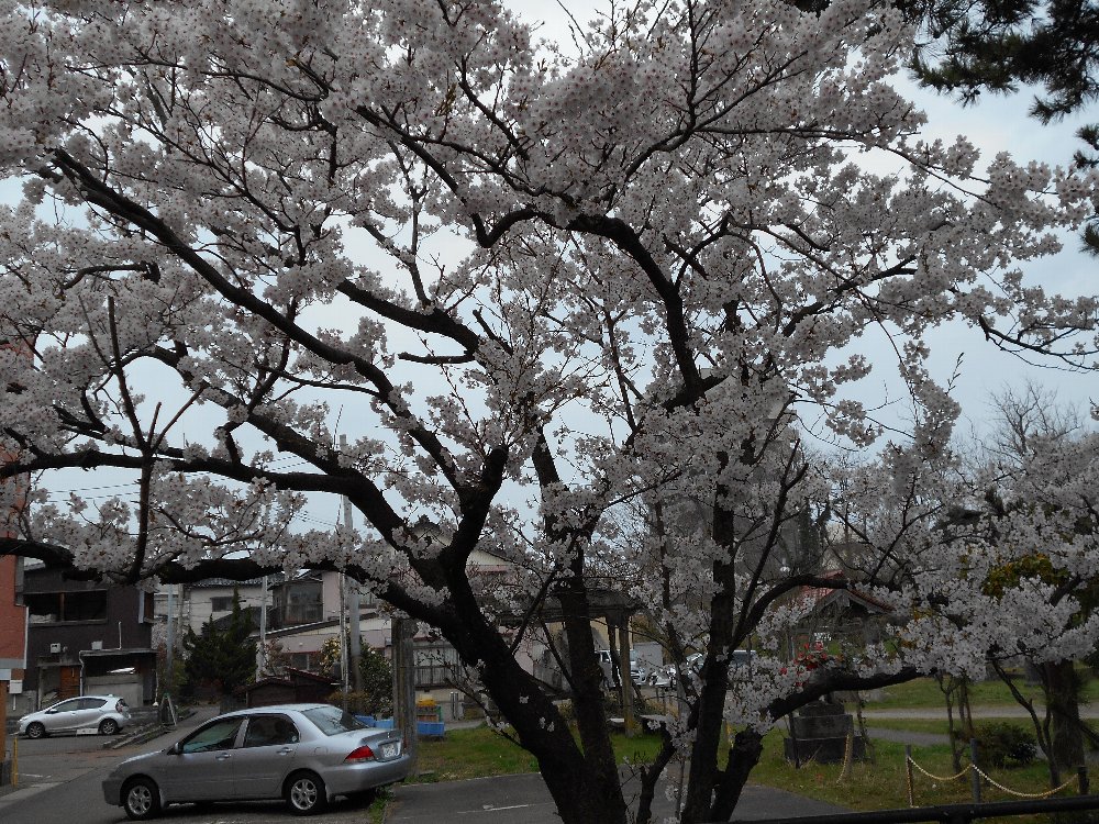 直江津の桜も満開！_e0065084_15275486.jpg