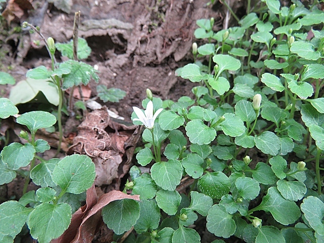 井原山に花を見に行きました。3日_f0357487_21000048.jpg