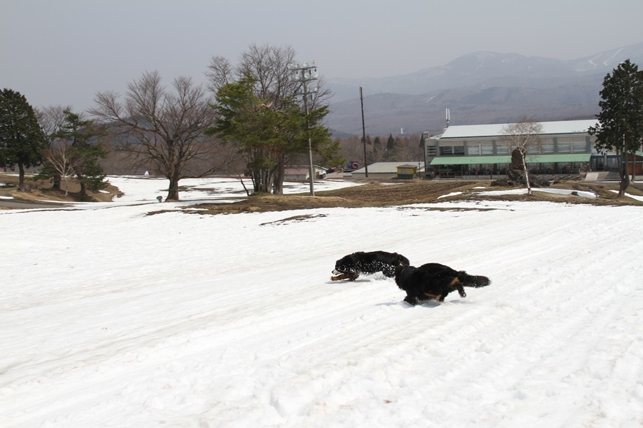 みゆぅと鼓糸の雪遊び　今シーズン最後だね_b0158390_17092912.jpg