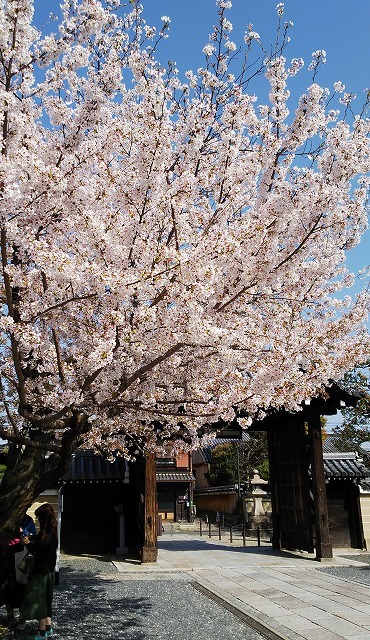 明星桜 壬生寺 お休みの日は お散歩行こう