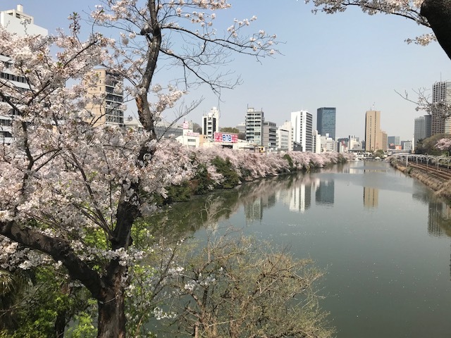 東京営業所近くの桜の名所へ_f0270296_12404004.jpg