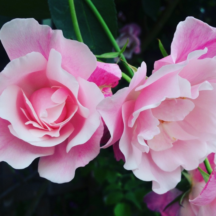 f0201297_18073956.jpg