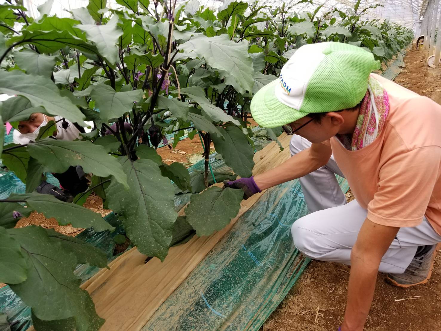 請負作業 イチゴの収穫とプランター土作り 直売所作業 ジョブファーム活動ブログ