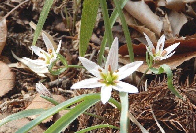 ＜春蘭＞と＜アマナ＞の花_e0025300_16155615.jpg