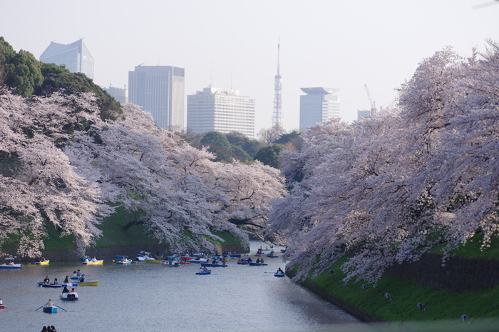 北の丸公園～千鳥ヶ淵_b0151409_21062915.jpg