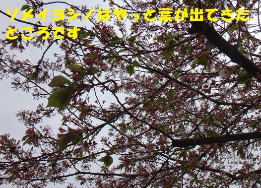 桜も今日で終わりだね・・・_f0121712_01575372.jpg
