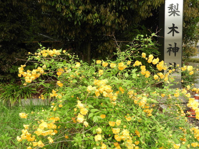 京都御苑　ヤマブキ満開_e0048413_21255551.jpg