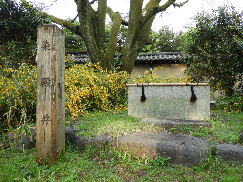 京都御苑　ヤマブキ満開_e0048413_21262236.jpg