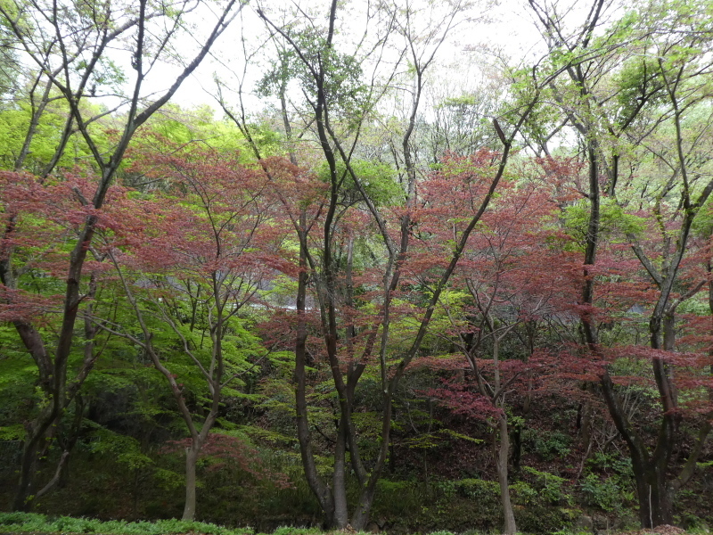 花の明王山 (380M) に登る_d0170615_20231626.jpg