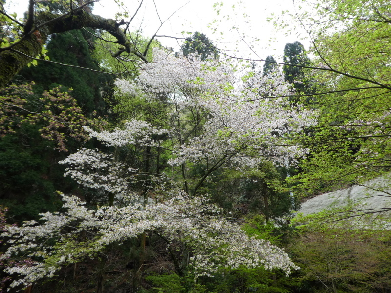 花の明王山 (380M) に登る_d0170615_20232670.jpg